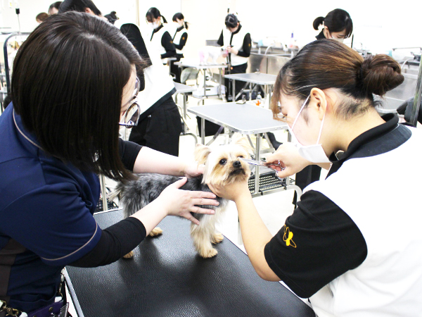 モデル犬とトリミング実習！